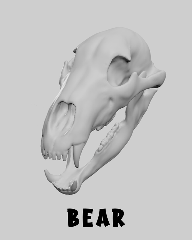Bear Skull