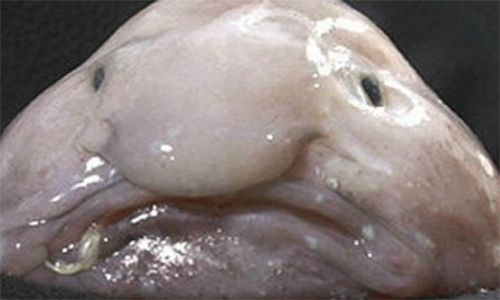 Top 10 Strange Animals You Probably Never Knew Existed