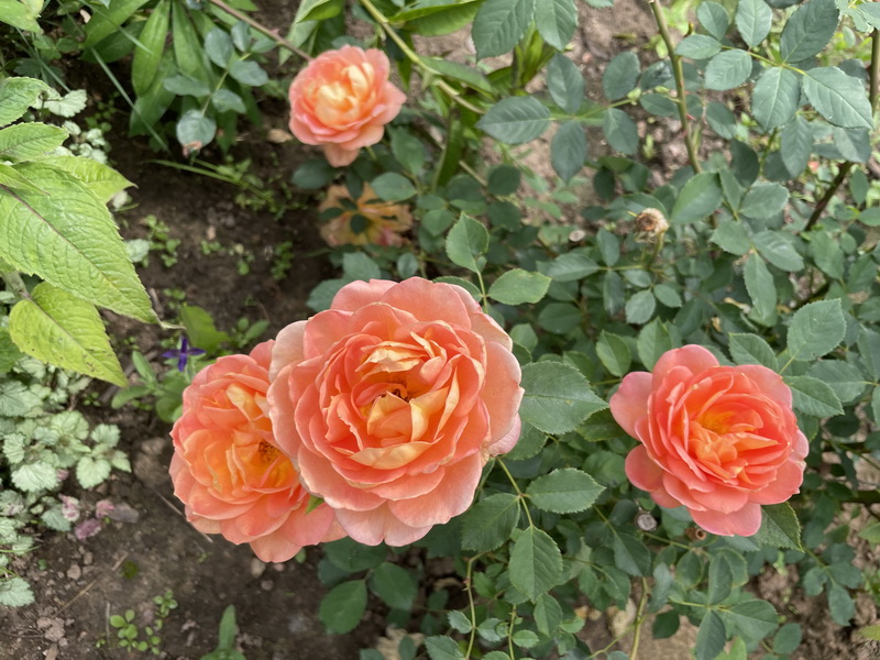 https://i.postimg.cc/RZW3dKp4/IMG-5914.jpg