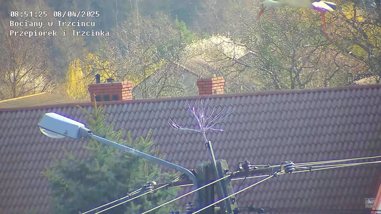 08042025bociannalatarni_13