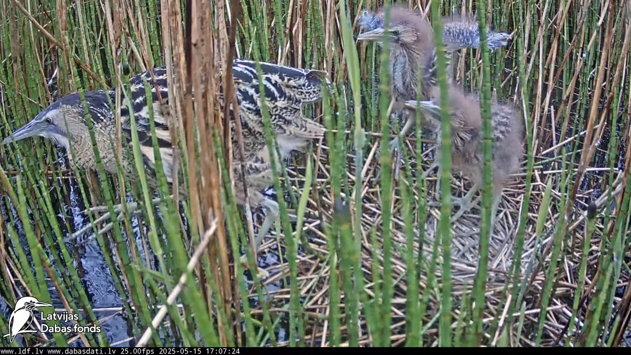 LDF Lielais dumpis (Botaurus stellaris) Zemītes pagastā 12-25-49 screenshot