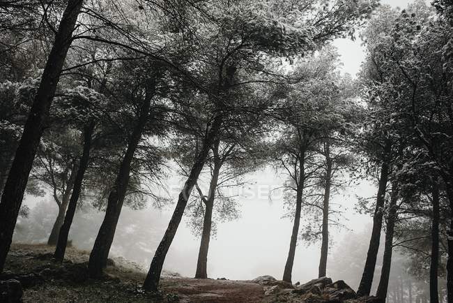 https://i.postimg.cc/RZXvT7Dy/focused-167529866-stock-photo-misty-cold-forest.jpg