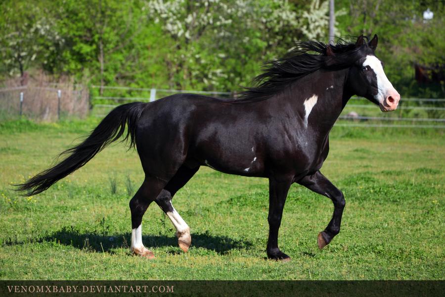 black-overo-stallion-1-by-venomxbaby-d4w9eoe-fullview.jpg