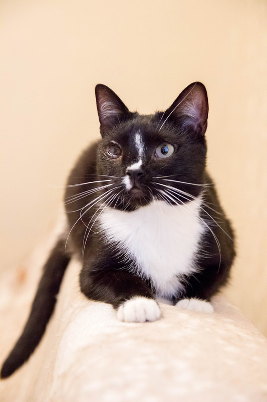 черная с белым-1-5