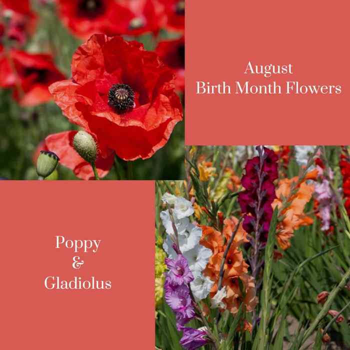 August-Birth-Month-Flowers-poppy-and-gladiolus