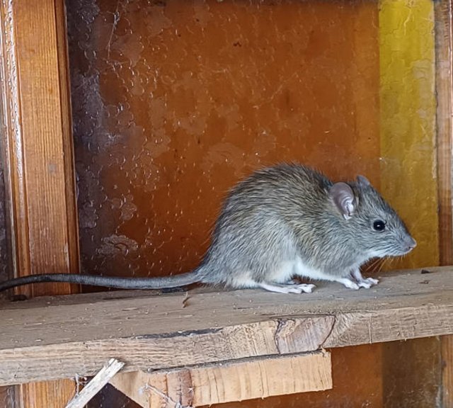 rodent-control-5.jpg
