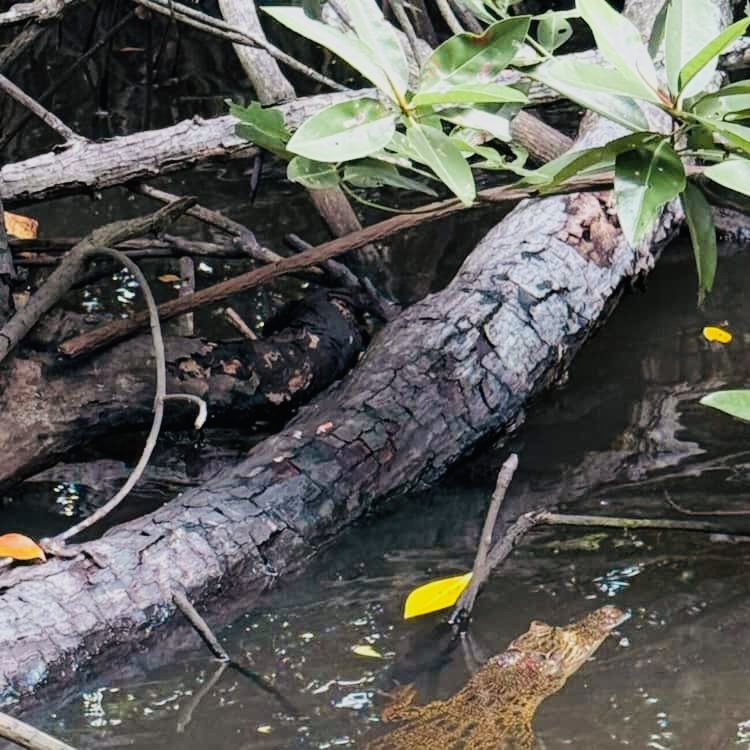 Crocodile 6
