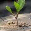 plant-aaa.jpg