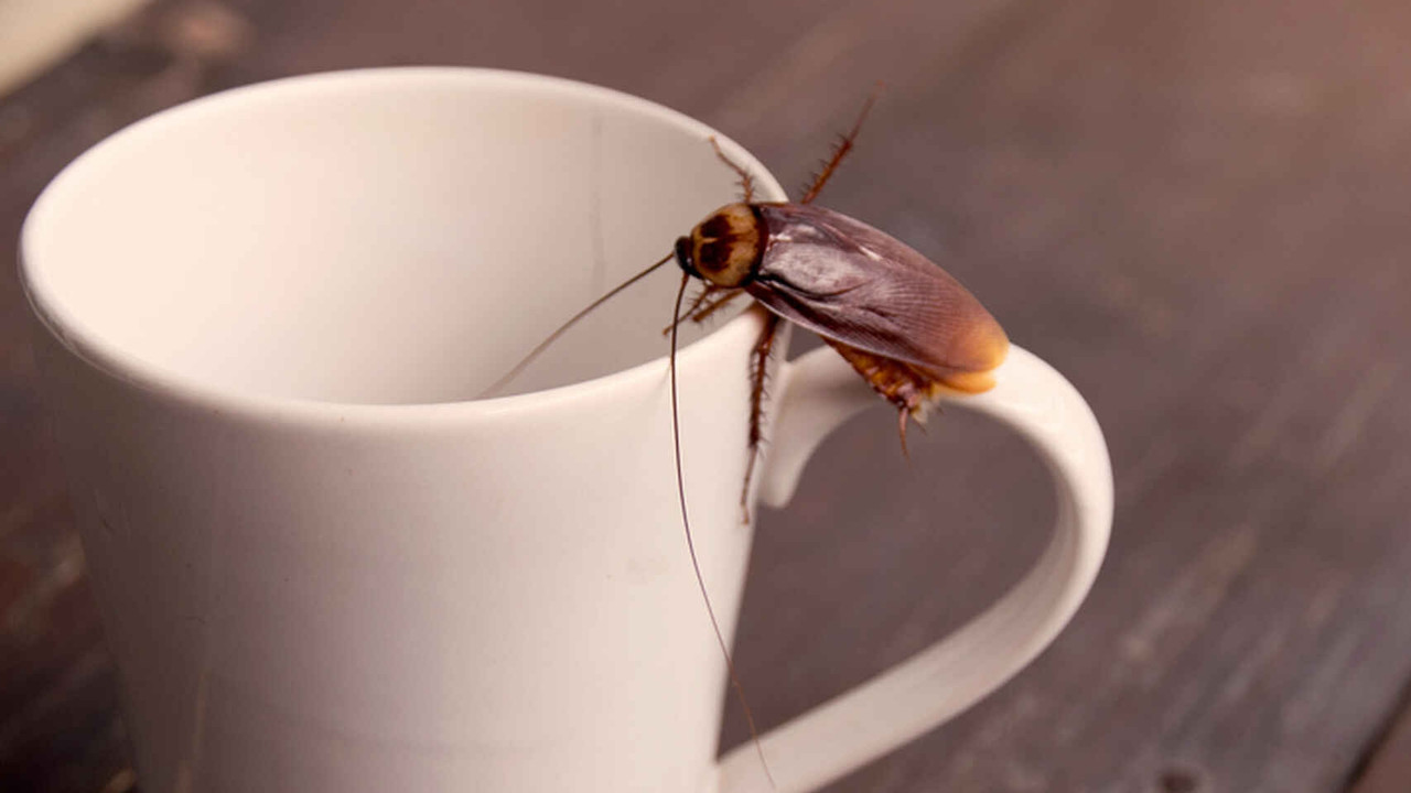 ¿Cómo eliminar los nidos de cucarachas?