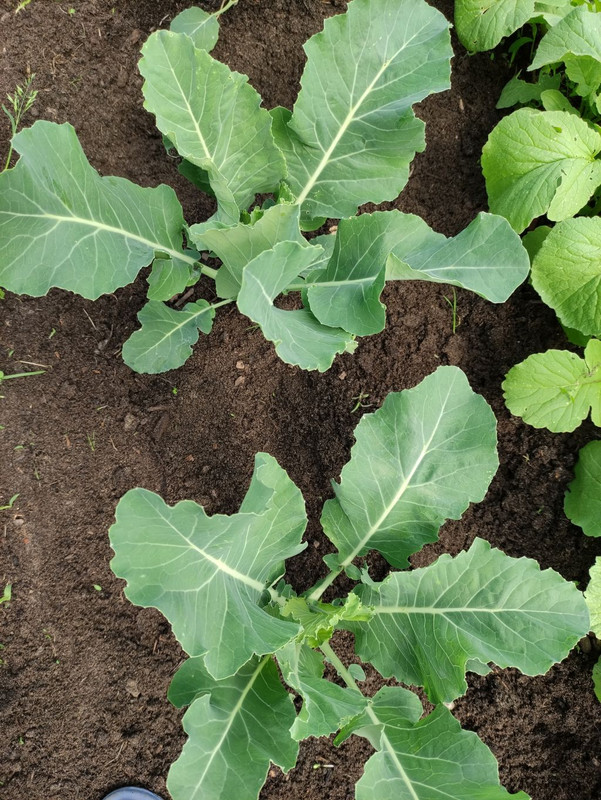 blumenkohl.jpg