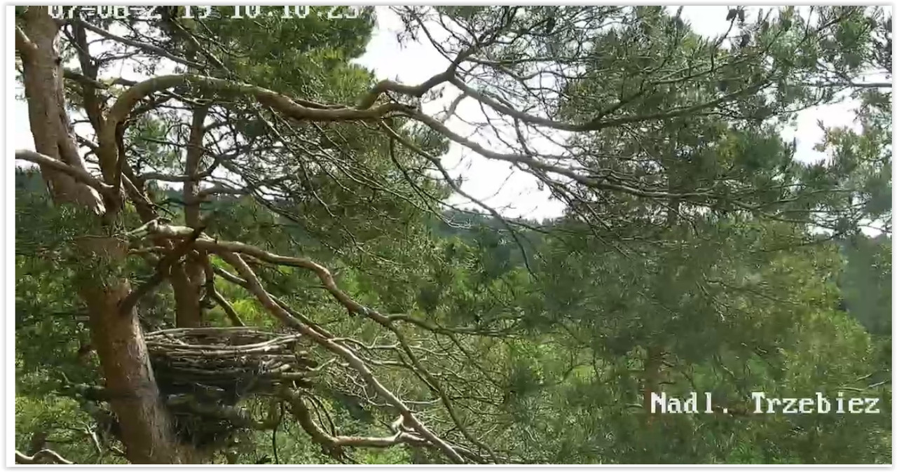 Screen Shot 06-07-19 at 10.06 AM