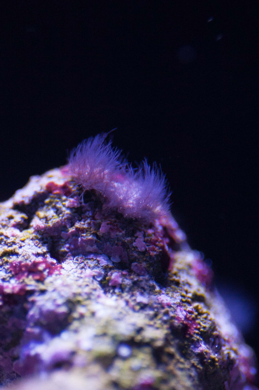 alghe ciuffo rosse (1) copia