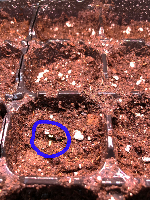 tobacco growing, gardening