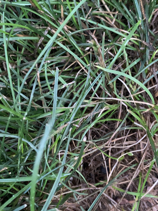 Fungus ID thread | Page 15 | Lawn Care Forum