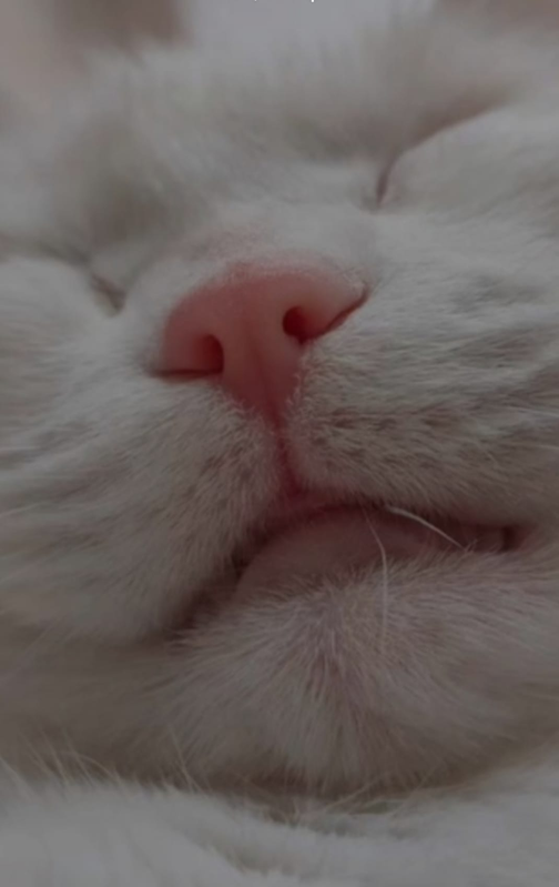 https://i.postimg.cc/RZcnqp8Q/image.png