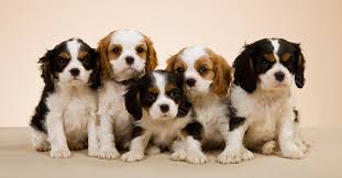 Adorable puppies — find your perfect pet match