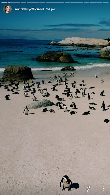 Nikita Willy liburan ke Afrika Selatan dan memotret kumpulan Penguin di Boulders Beach