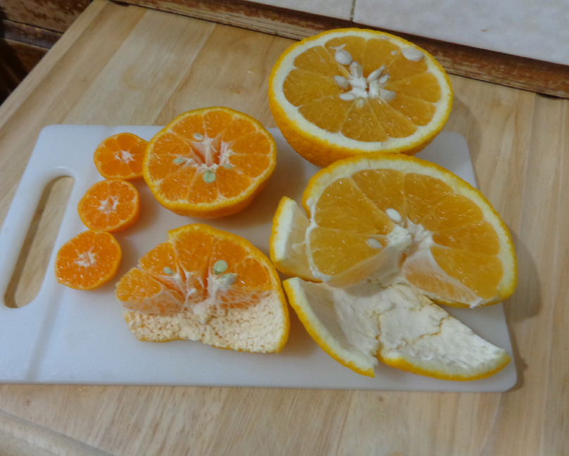 Taste-Compare(Kiyomi-Ponkan-Kishu)3