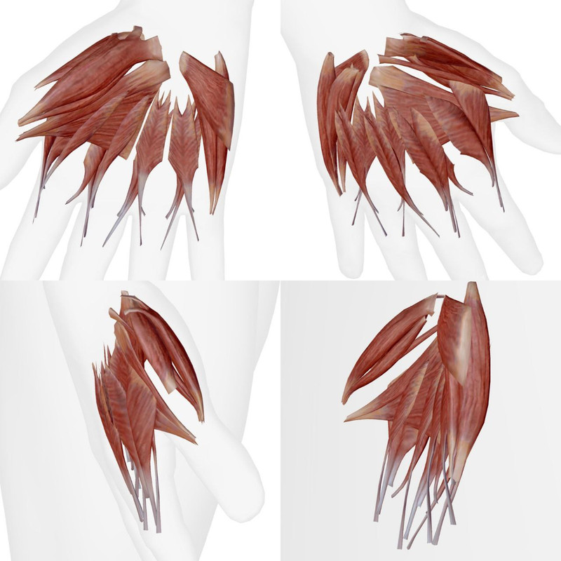 Articulations du Pied