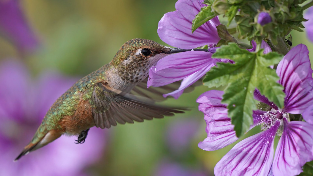 purple-humingbird.jpg