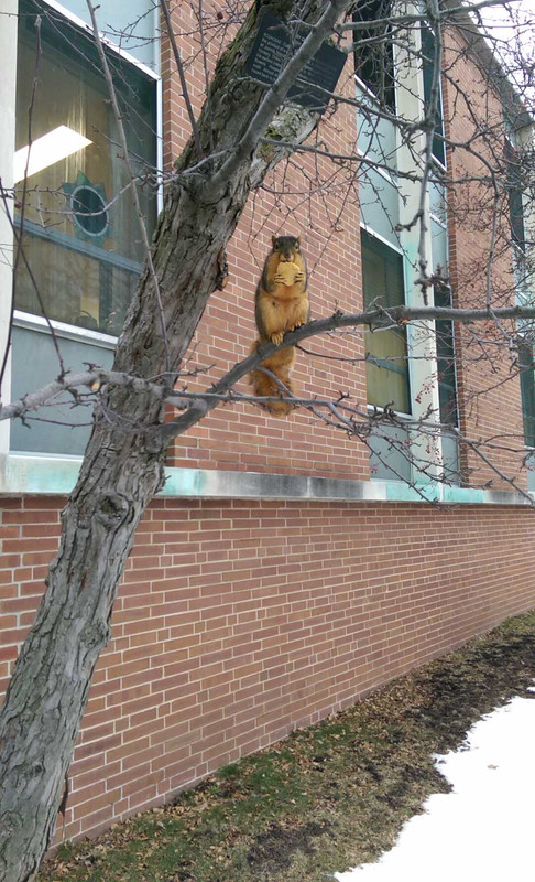 белочка-1873501