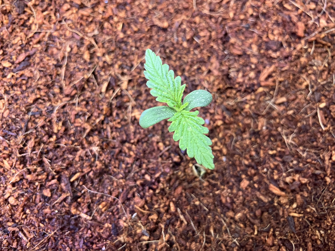 IMG_1168(marzo 15 2023)