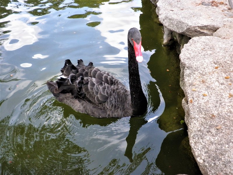 JARDINES CAMPO DEL MORO-29-4-2012-MADRID - Paseando por España-1991/2015-Parte-1 (4)