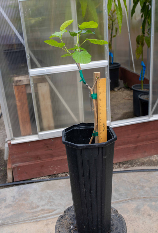 8U1A8972  Sangue E Latte Mulberry Tree in Small Container (4-4-2022)