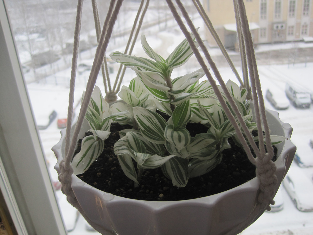 Традесканция Альба