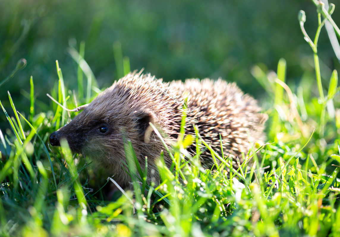 ANIMAUX EN TOUS GENRES (pris en photos personnellement et manuellement ). - Page 29 5D3-6457