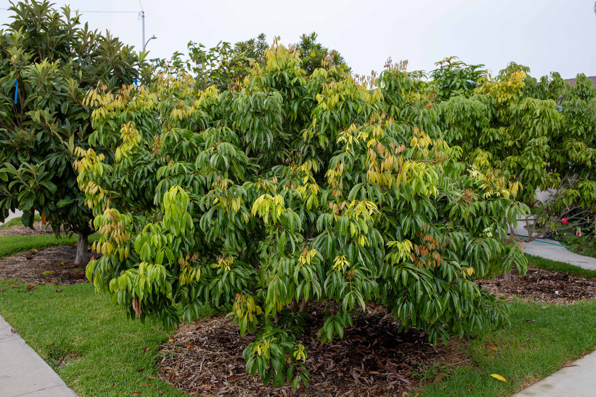 8U1A6967  Mauritius Lychee Tree with New Growth (10-19-2023)