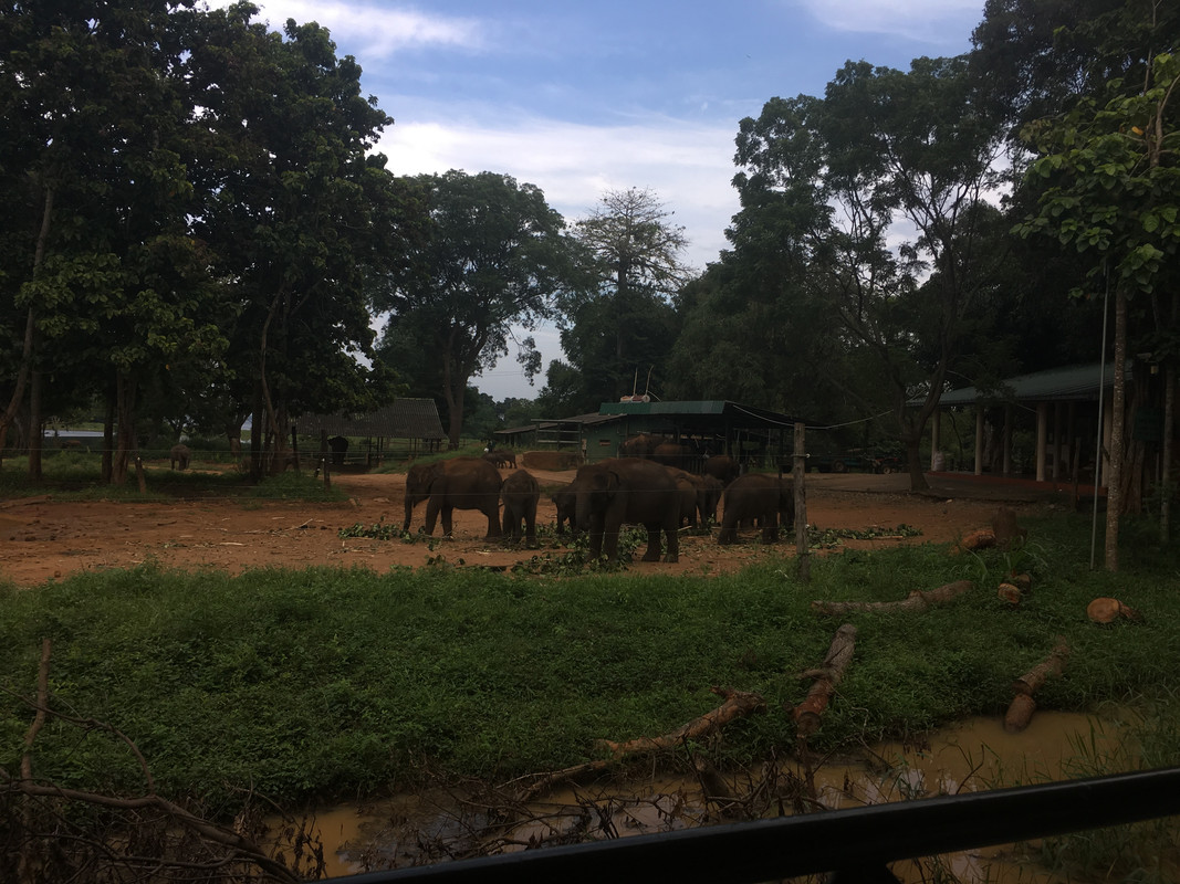 30 de diciembre - Udawalawe - Navidad en Sri Lanka - Diciembre 2017 (1)