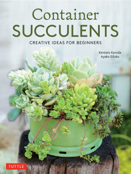 Container Succulents: Creative Ideas for Beginners
