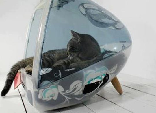 gatto nel mac