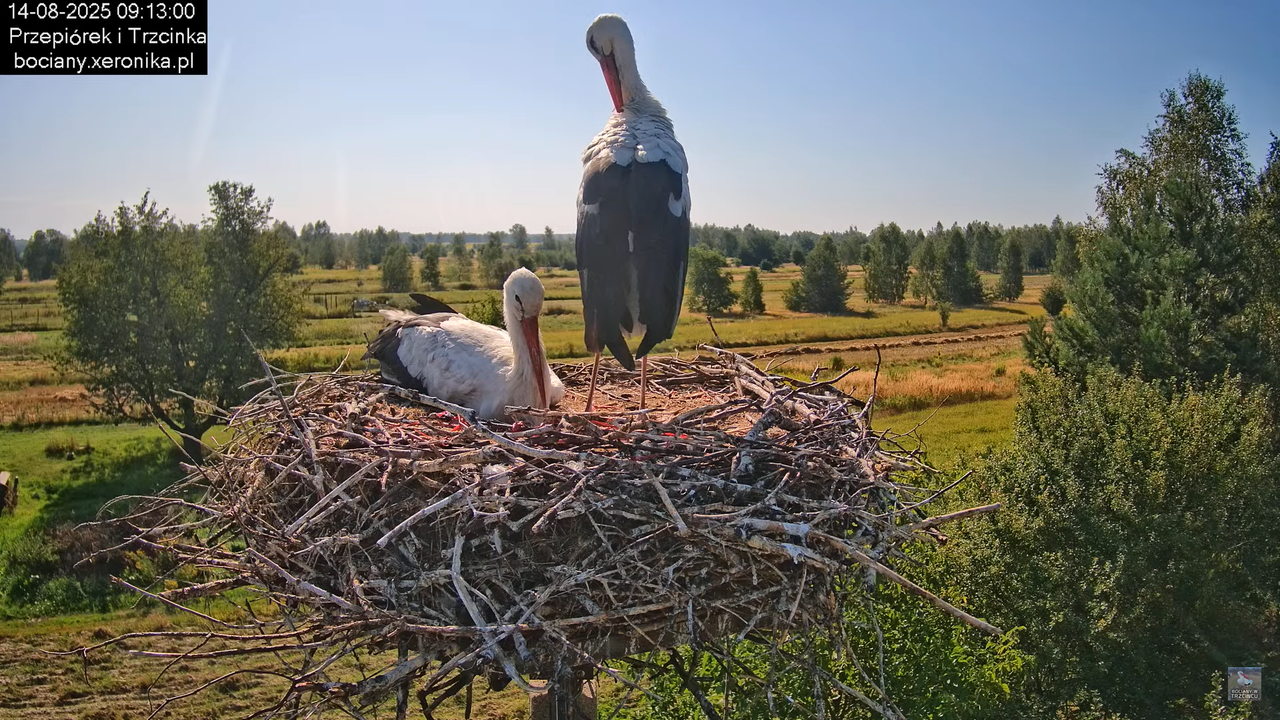 14082025bociany15