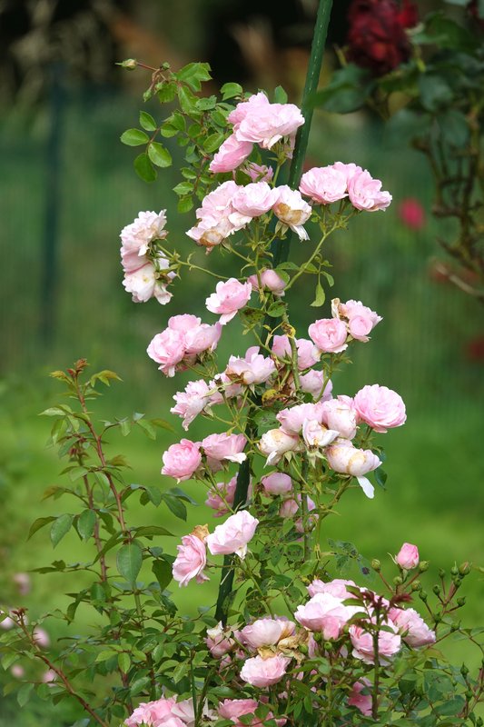 [Image: DSC00771.jpg]