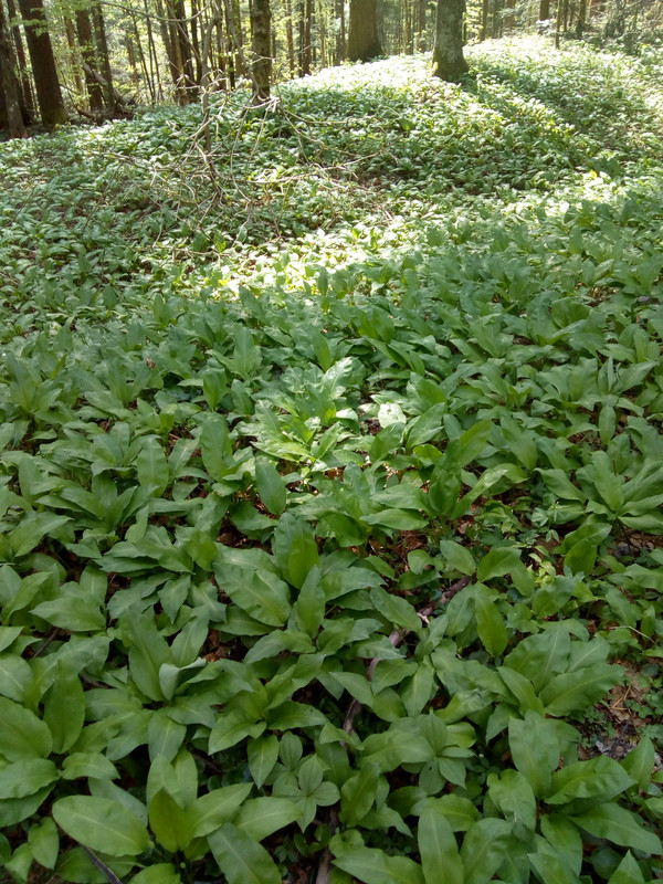 [Слика: IMG-20210504-154132546.jpg]