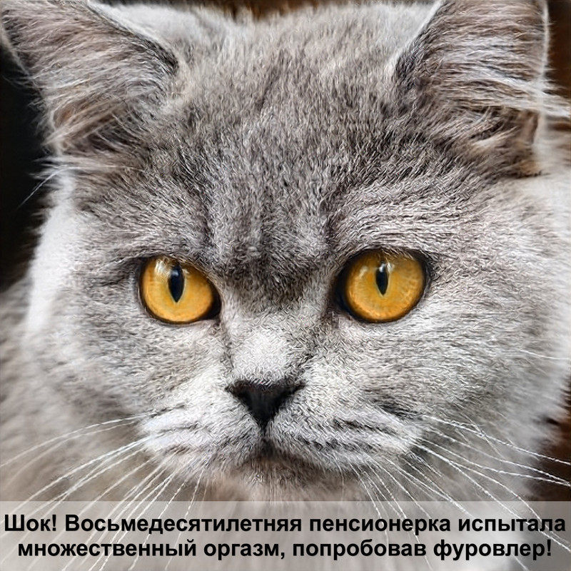 команды для кошек