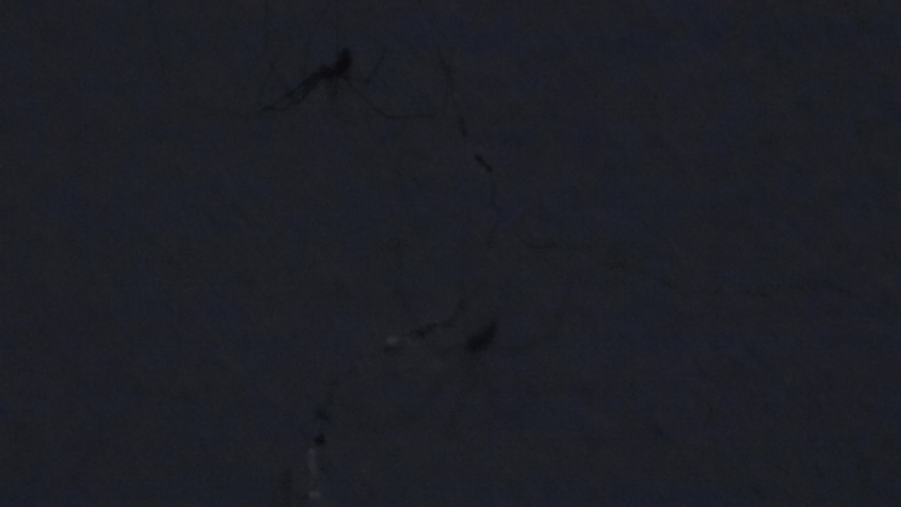 5.3.cool bugs III (daddy longlegs I) (edited)