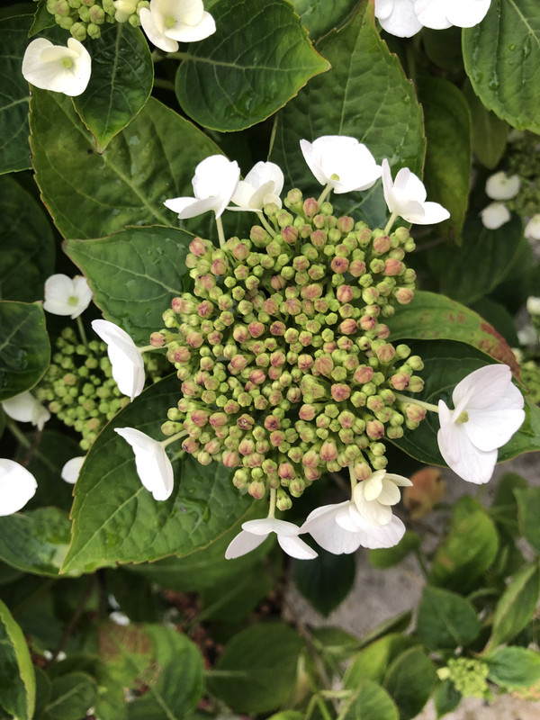 8B02DC5F-038F-4992-B977-BC3FBD36410C