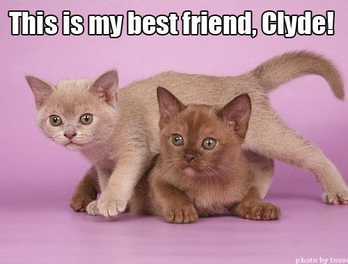 tumblr_lyq18y7IWM1qzs6oc