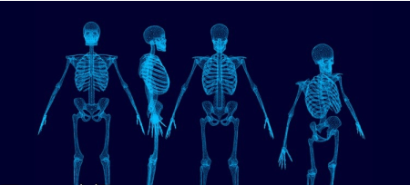 Human Musculo-Skeletal System- Part 2- lower limb
