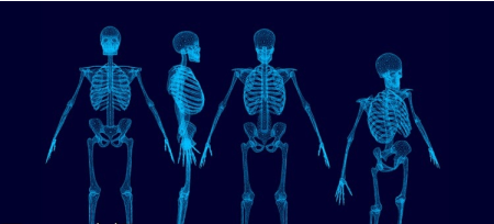 Human Musculo Skeletal System  Part 2  lower limb