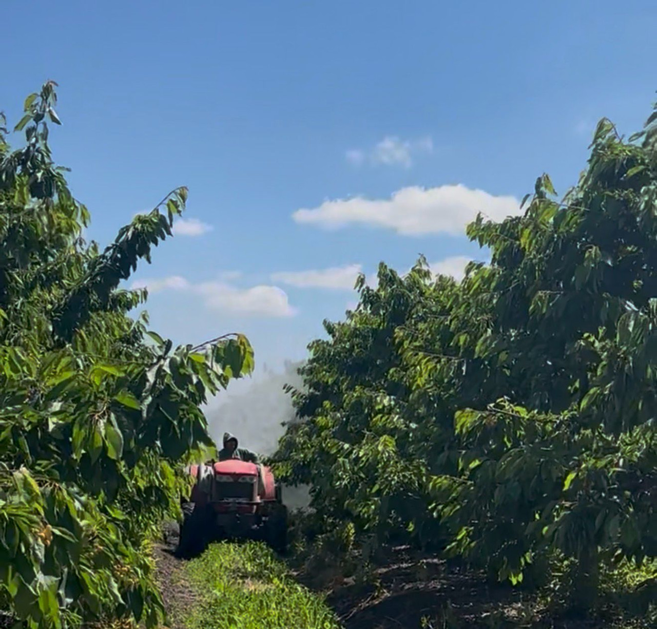 Control fitosanitario 1