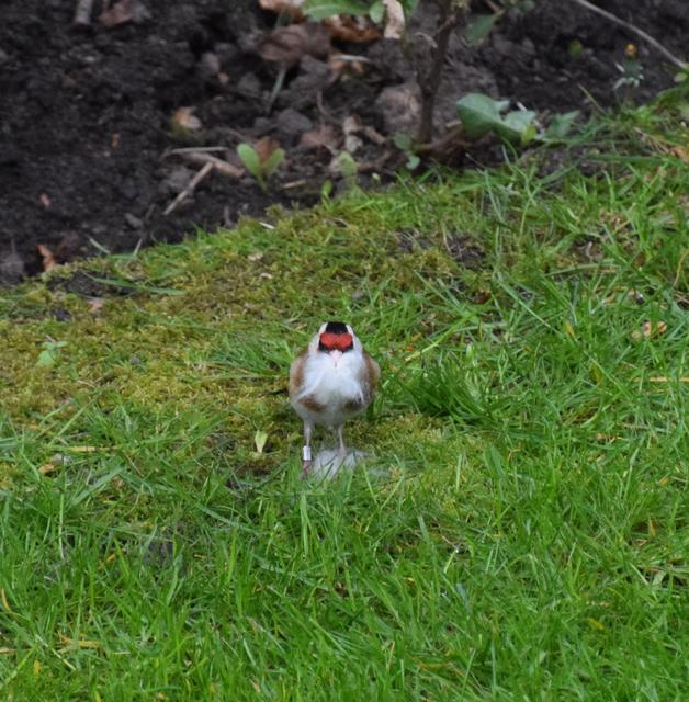 Father Christmas Goldfinch