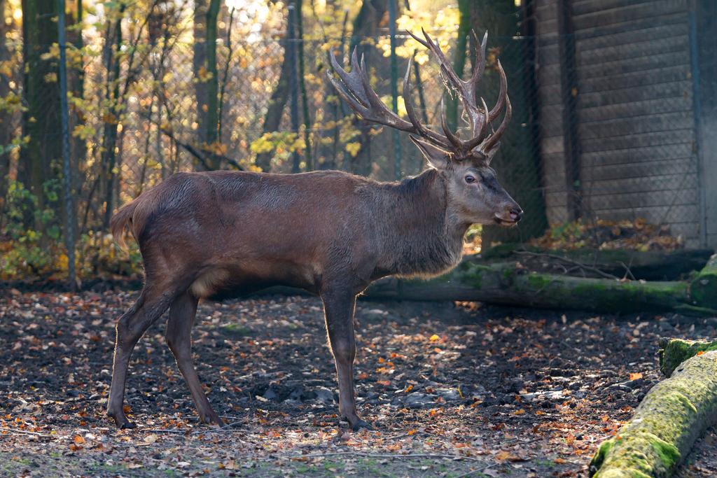 deer-by-fotostyle-schindler-d9fpgwu-fullview.jpg