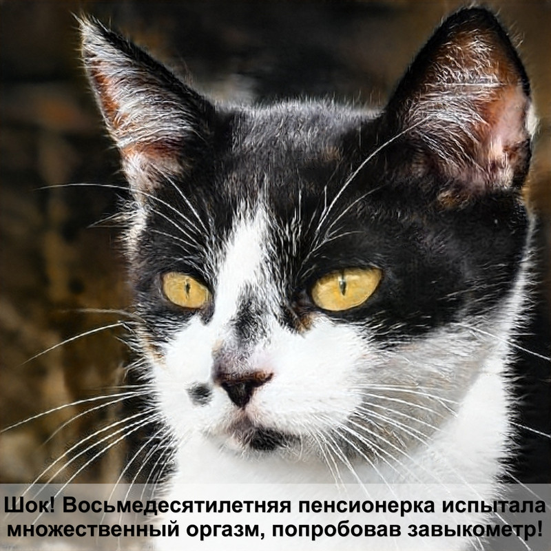 бурманская кошка соболиного окраса