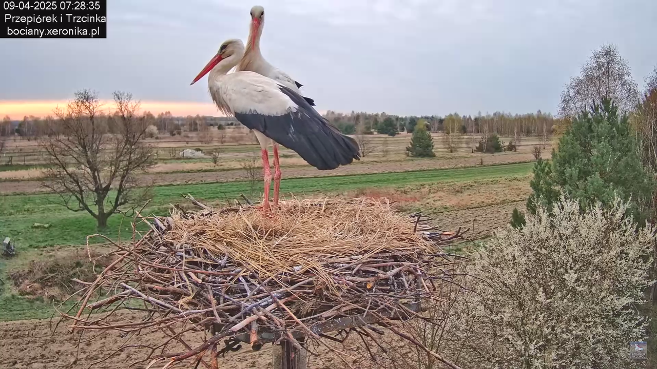 09042025bociany_36