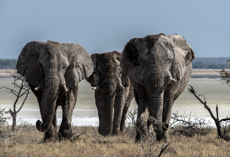 three-elephants.png