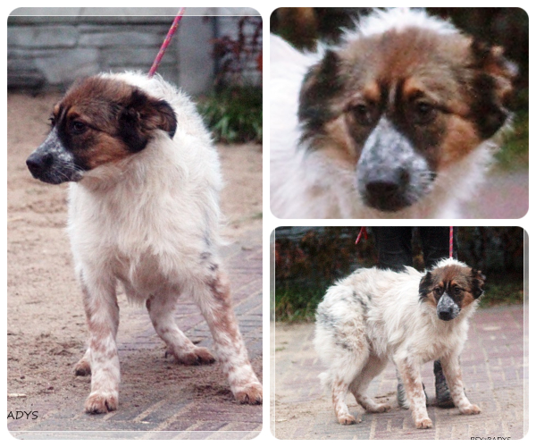 BeFunky-collage (20)